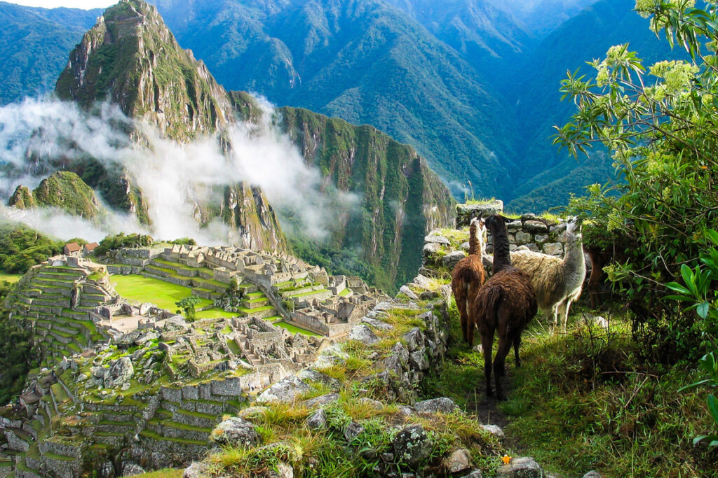 Llamas watch over Machu Picchu covered in mist